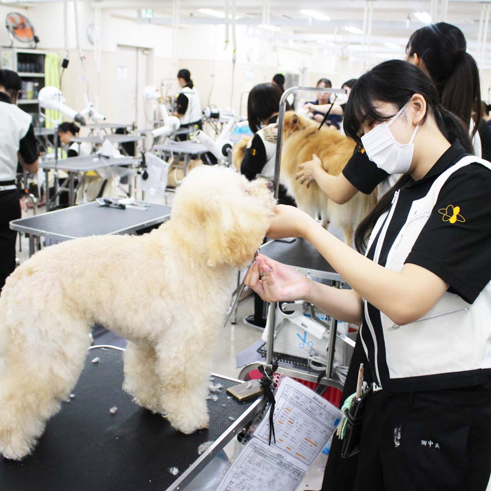 ２年生、お客様犬のトリミング☆
